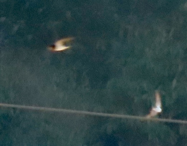 låvesvale - ML651162007