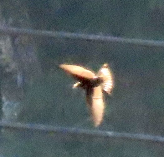 låvesvale - ML651162010