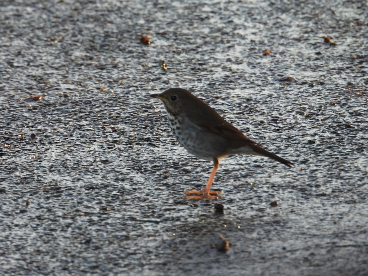 Hermit Thrush - ML651162093