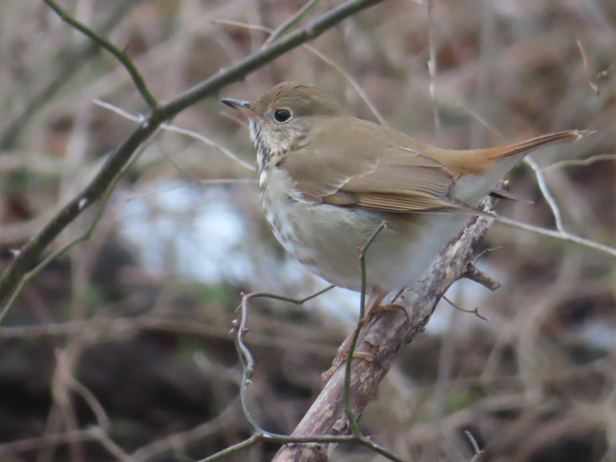 Hermit Thrush - ML651162188