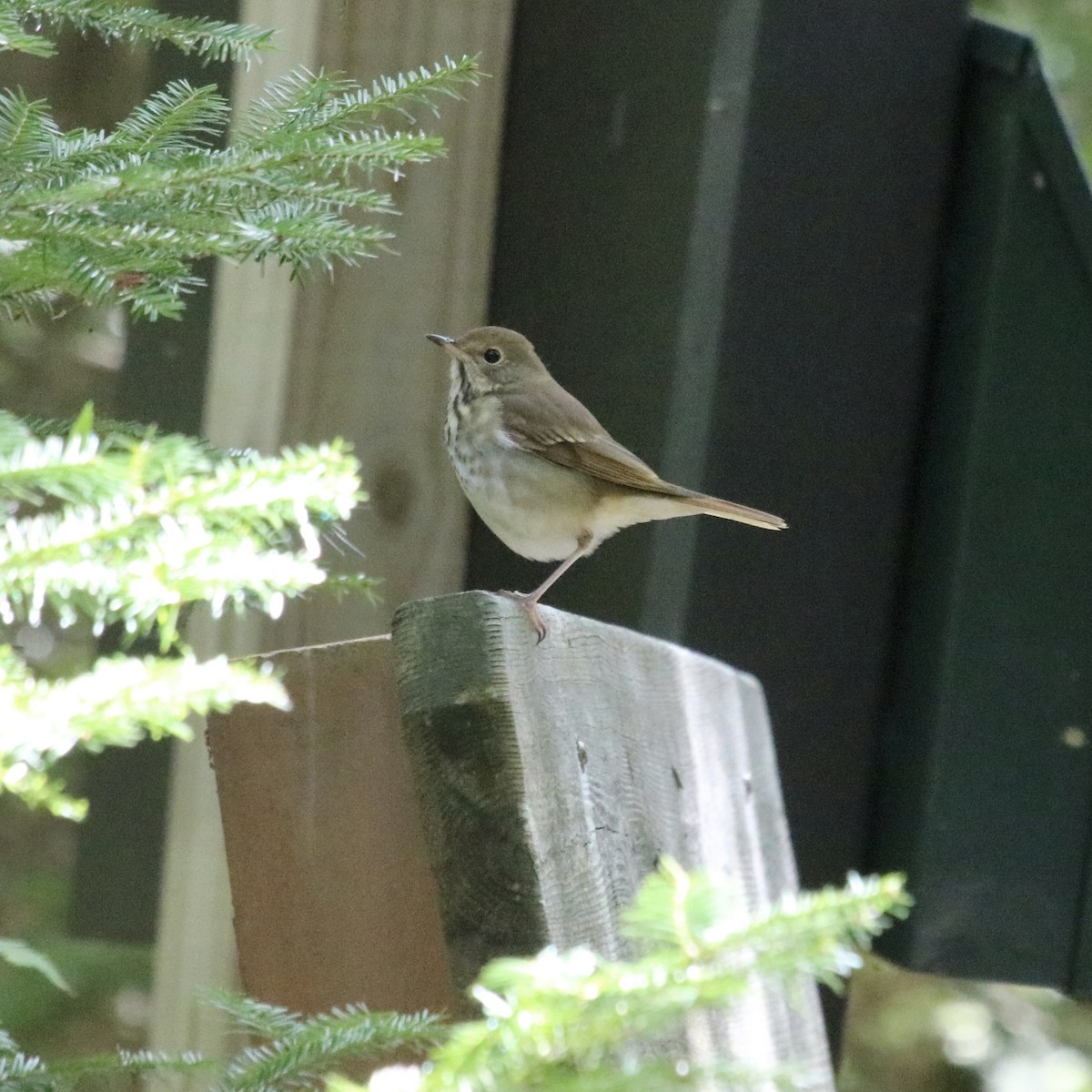Hermit Thrush - ML651163168