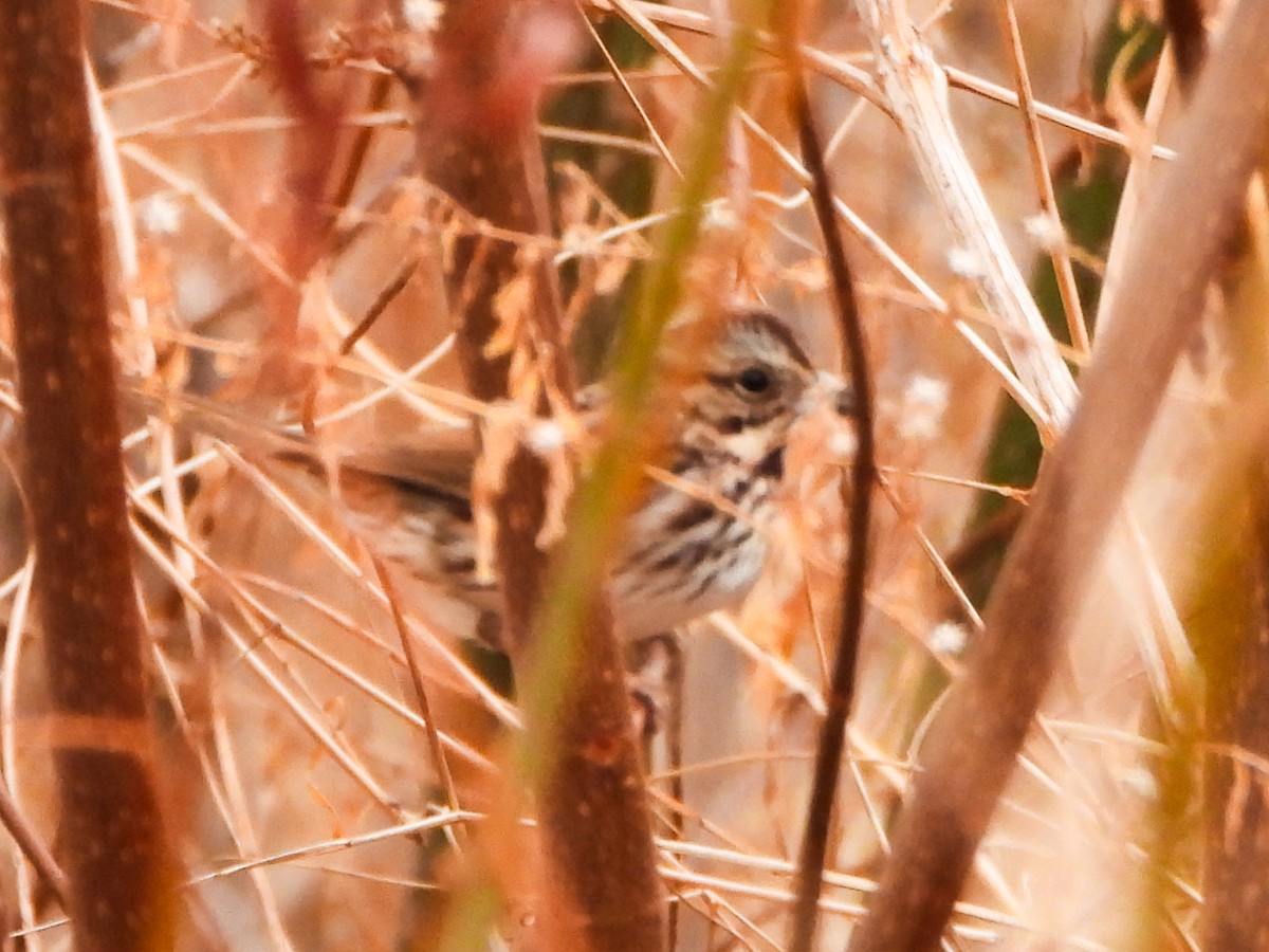 Певчая овсянка - ML651163349