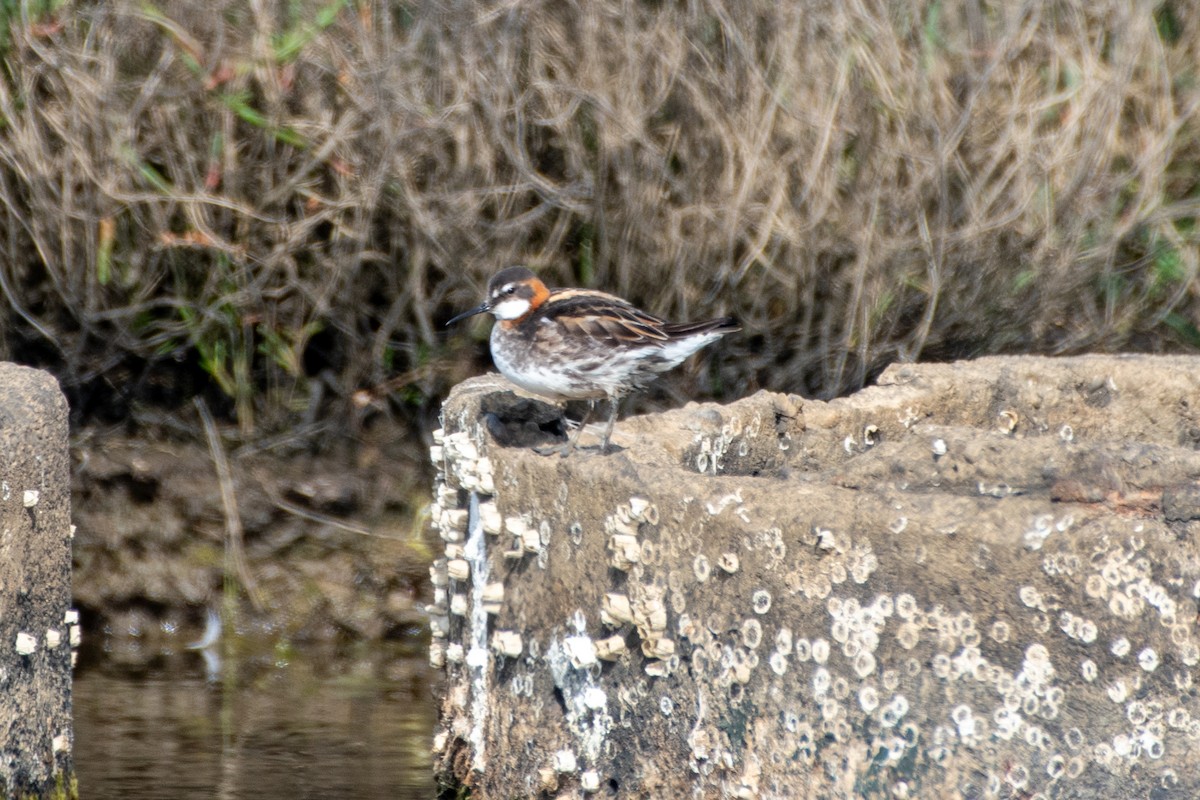 Плавунець круглодзьобий - ML651163743