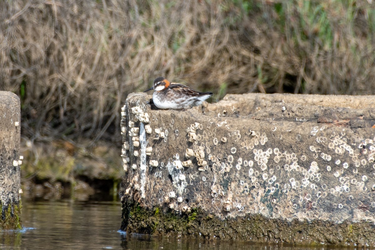 Плавунець круглодзьобий - ML651163744