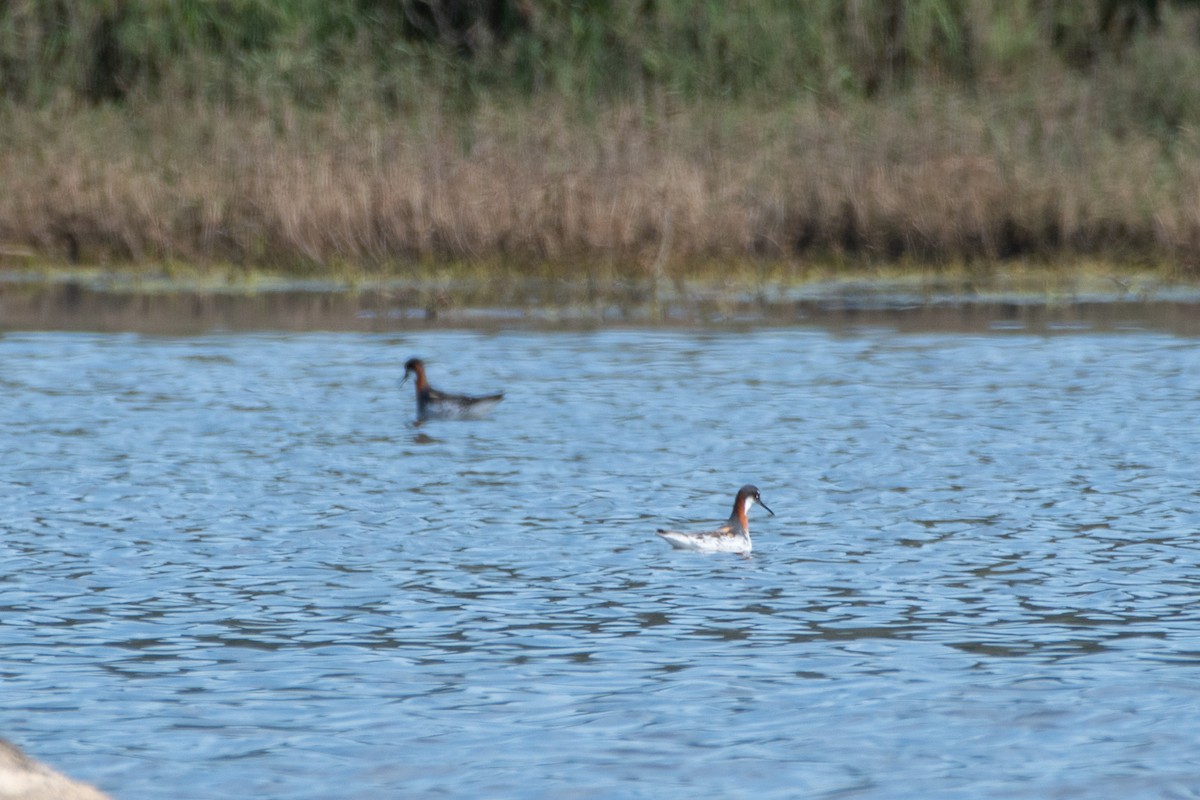 Плавунець круглодзьобий - ML651163745