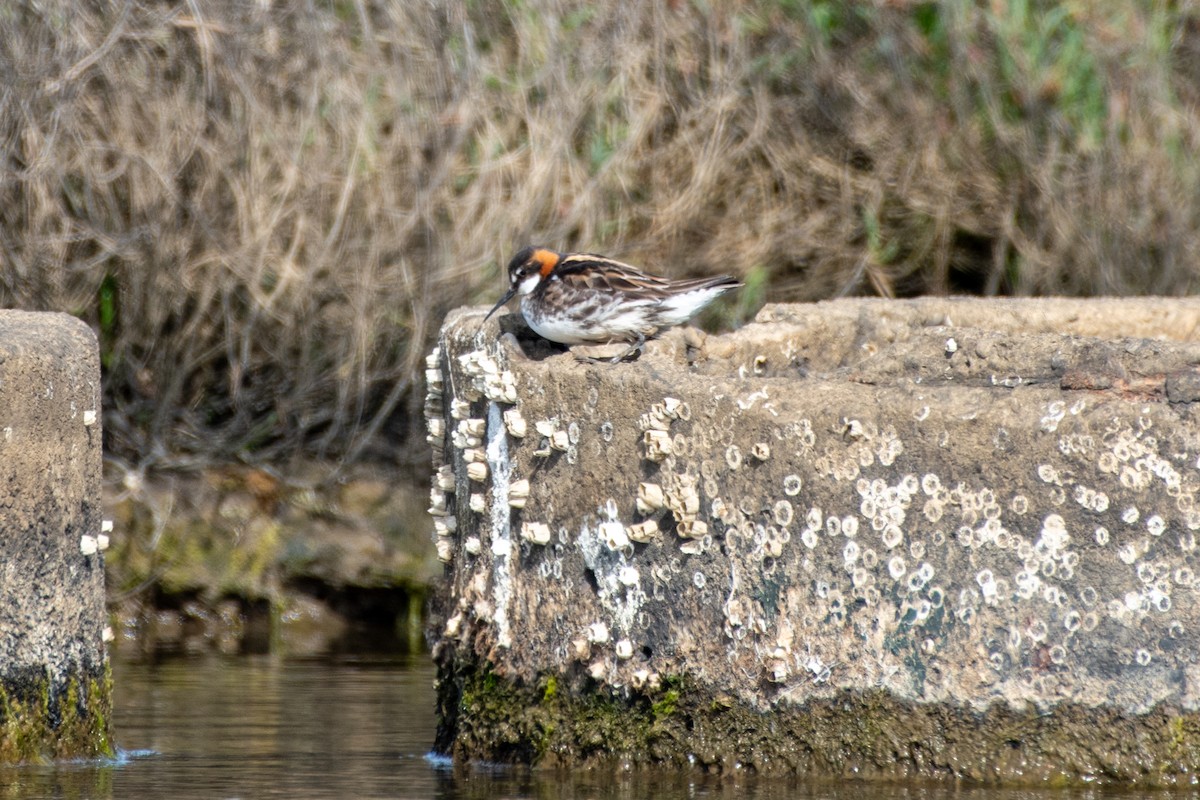 Плавунець круглодзьобий - ML651163746