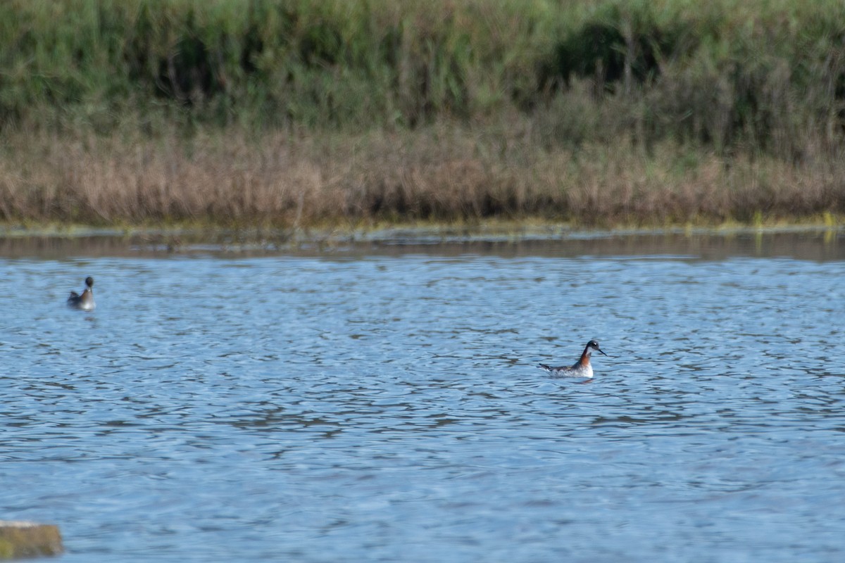 Плавунець круглодзьобий - ML651163747