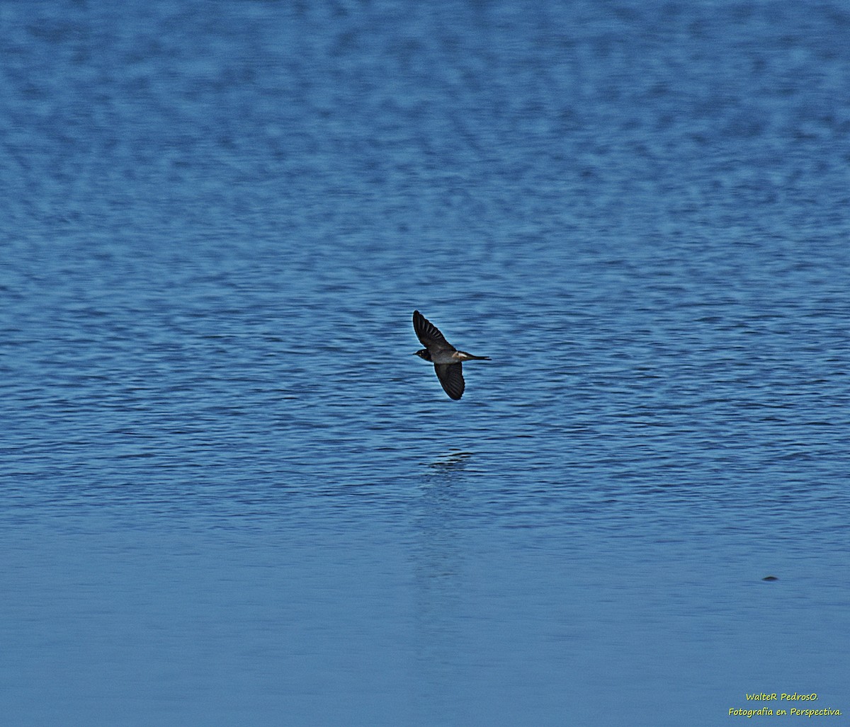 låvesvale - ML651164740