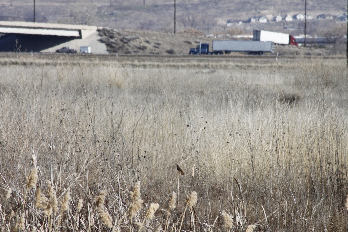 Певчая овсянка - ML651164801