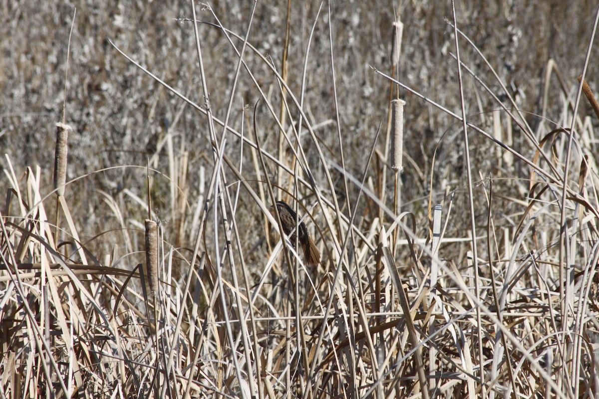 Певчая овсянка - ML651164802