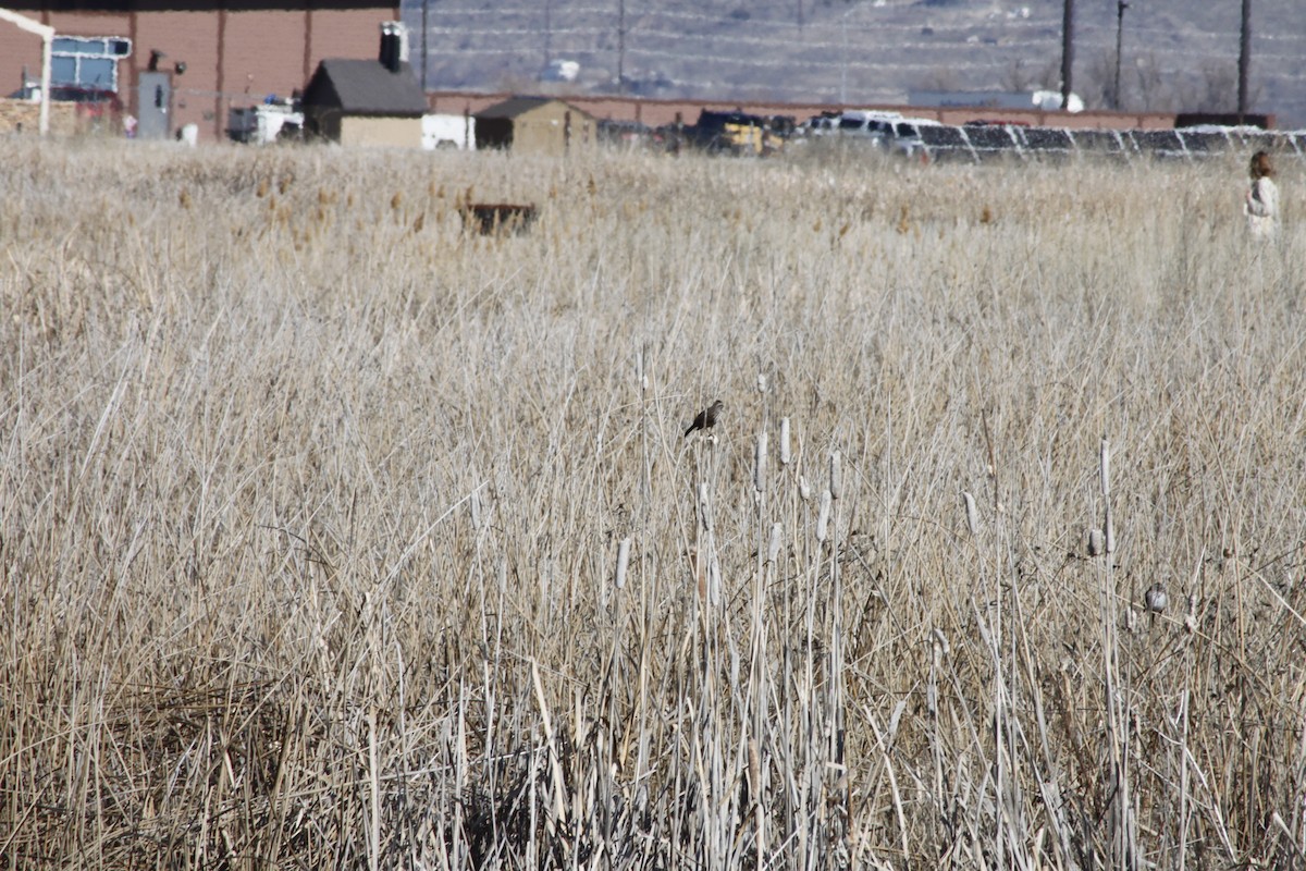 Певчая овсянка - ML651164803