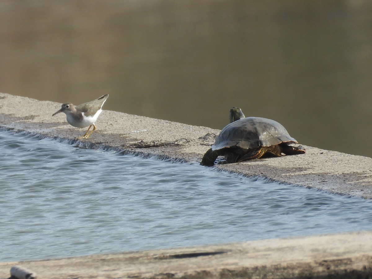 Spotted Sandpiper - ML651165054