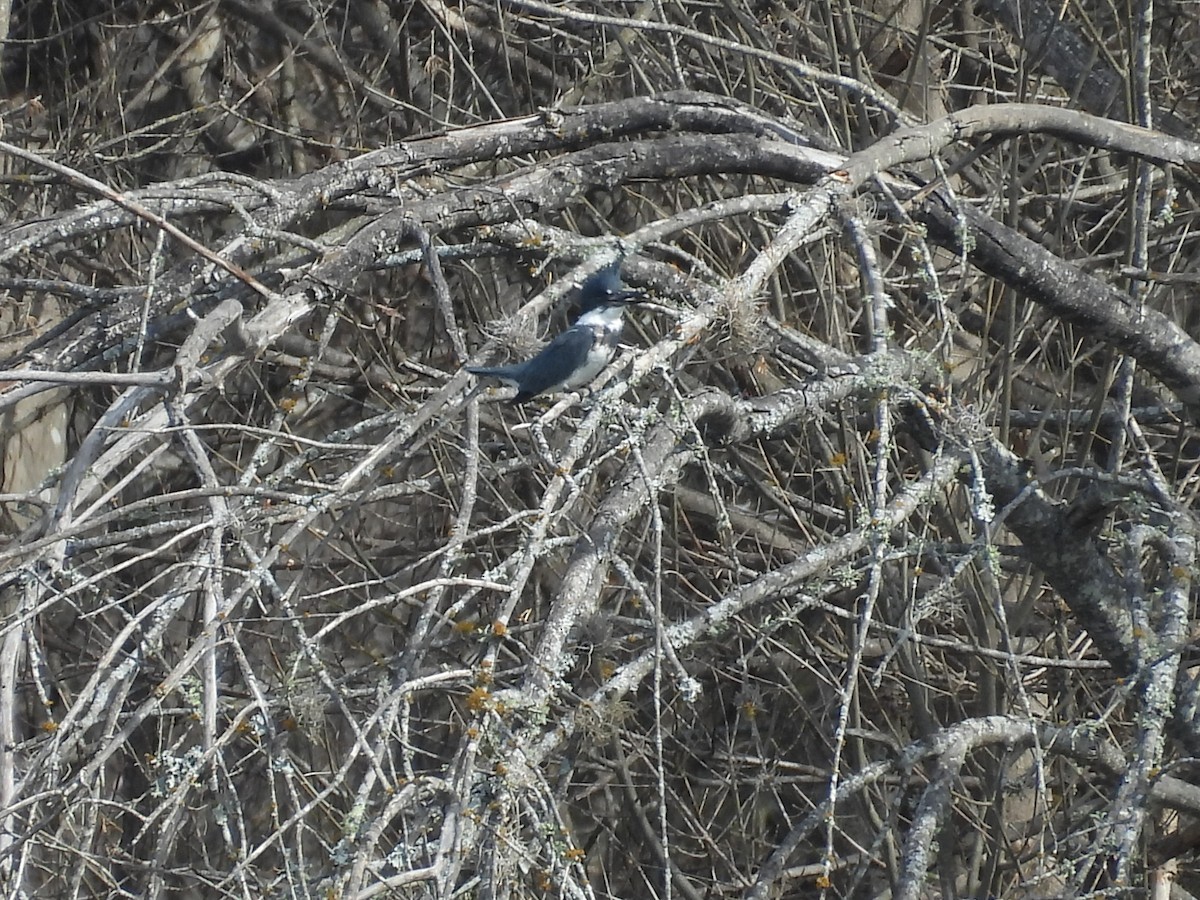 Belted Kingfisher - ML651165194