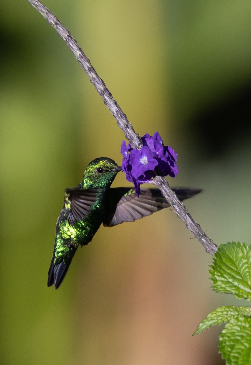 Western Emerald - ML651165201