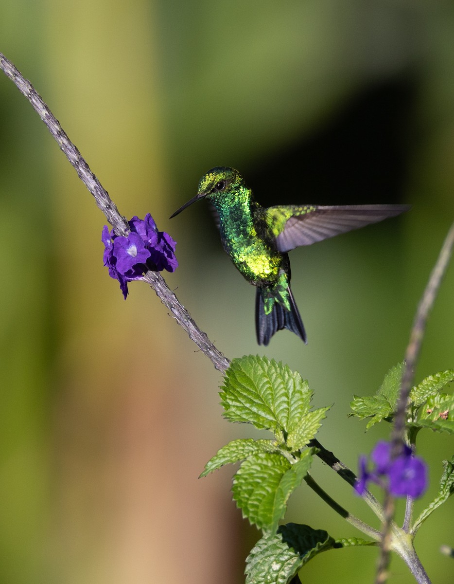 Western Emerald - ML651165202