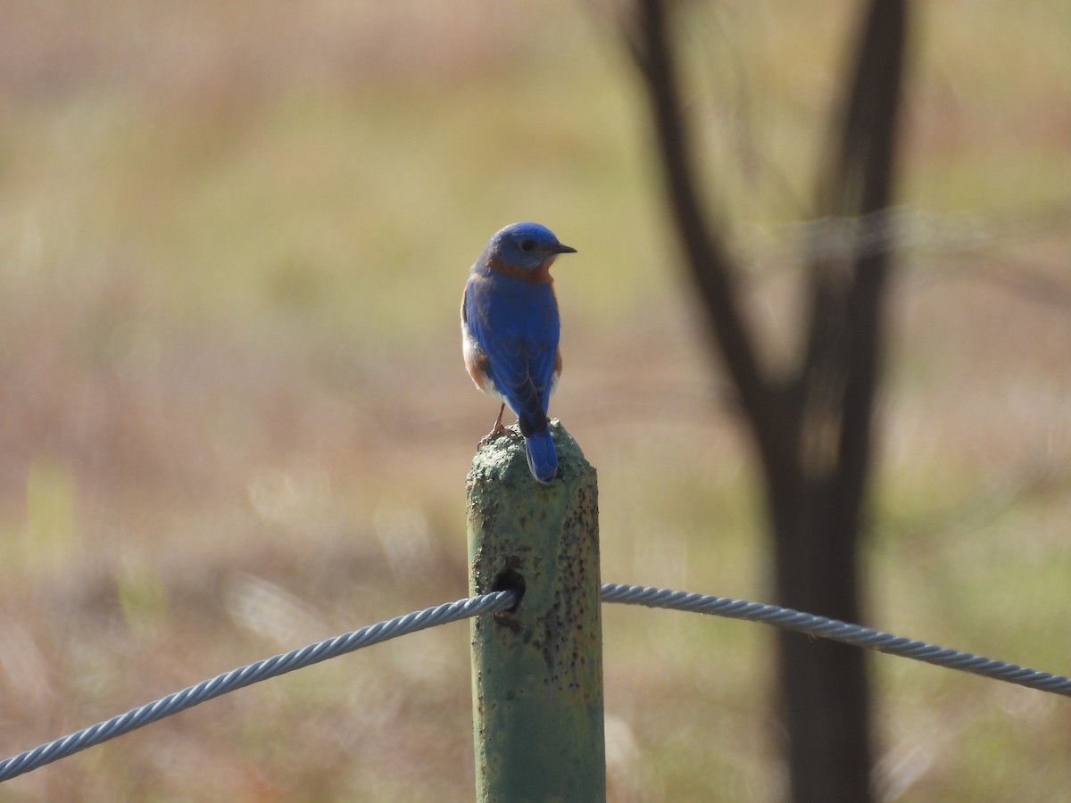 Eastern Bluebird - ML651165312