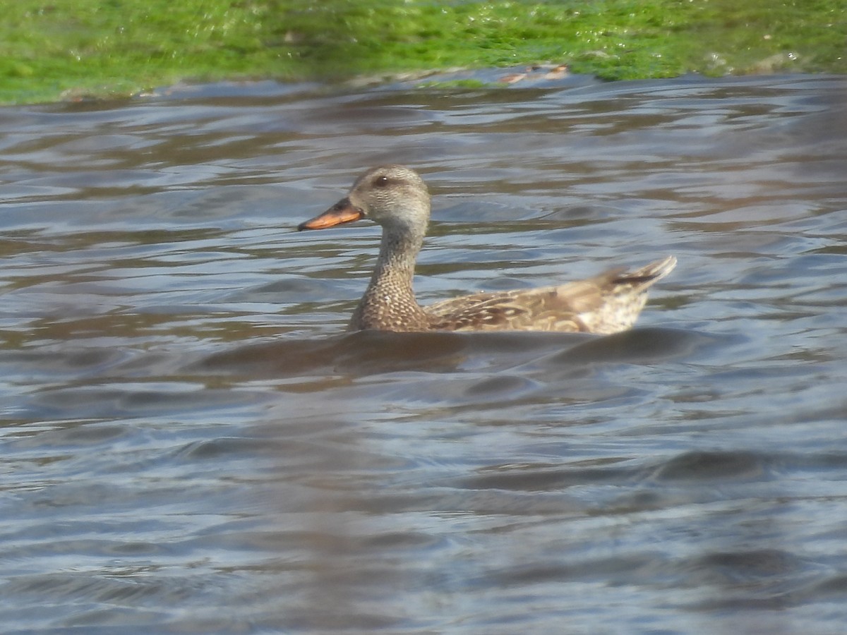 Gadwall - ML651165382