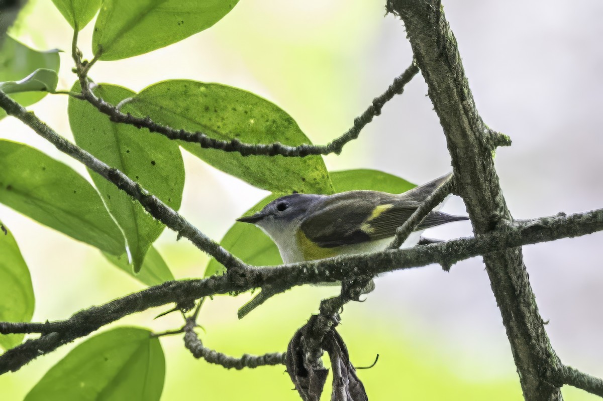 Горихвостковая древесница - ML651165403