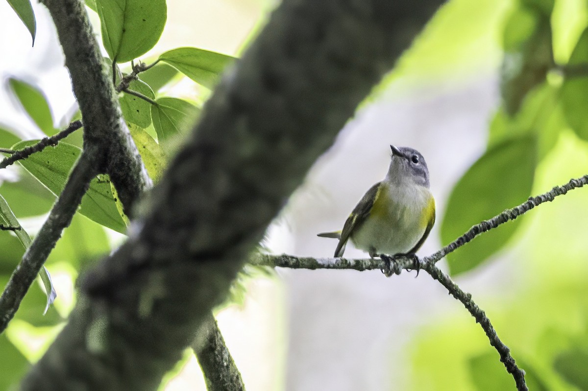 Горихвостковая древесница - ML651165404