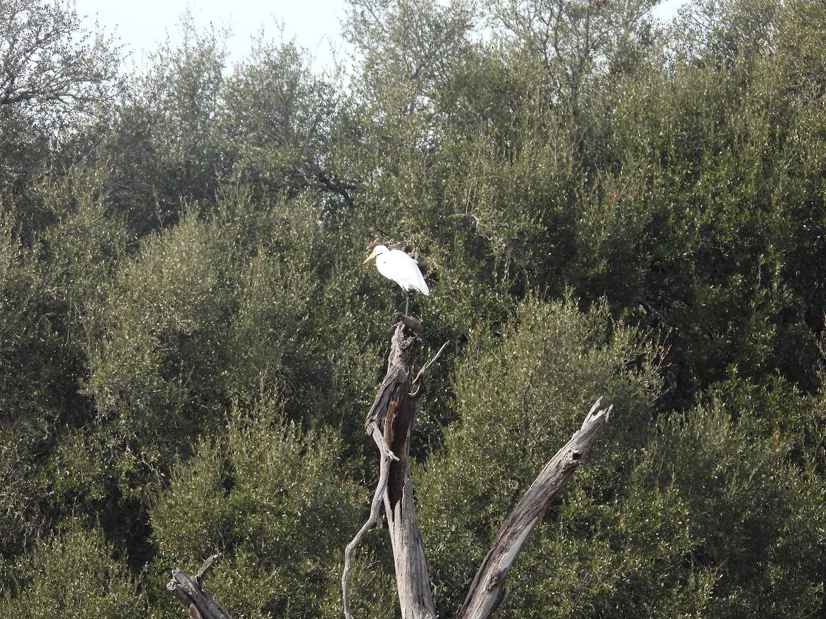 Great Egret - ML651165451
