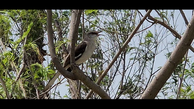 Northern Mockingbird - ML651165537