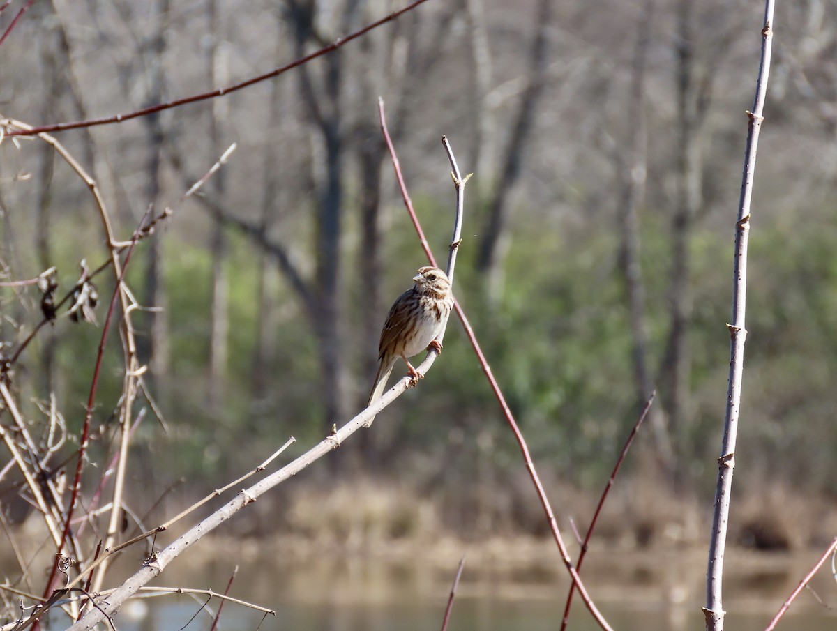 Певчая овсянка - ML651165818