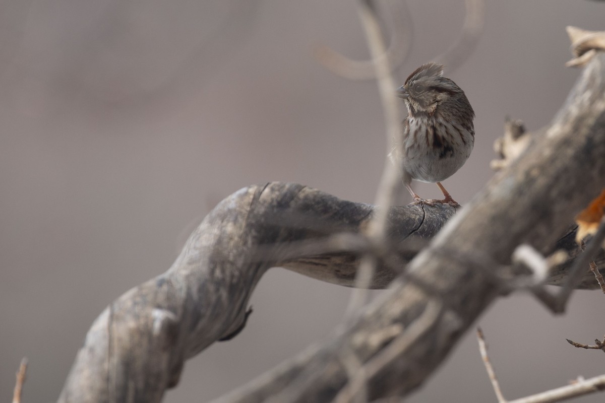 Певчая овсянка - ML651166154