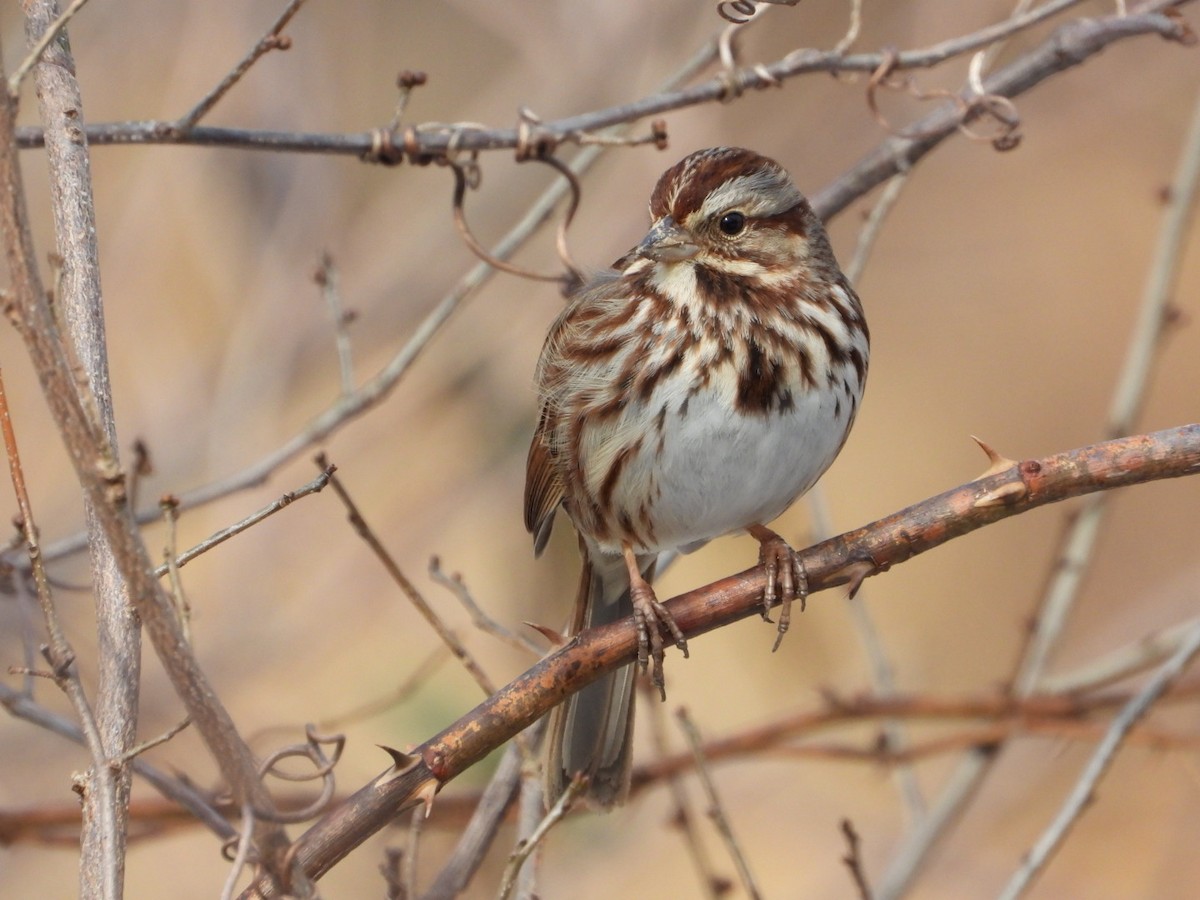 Певчая овсянка - ML651166170
