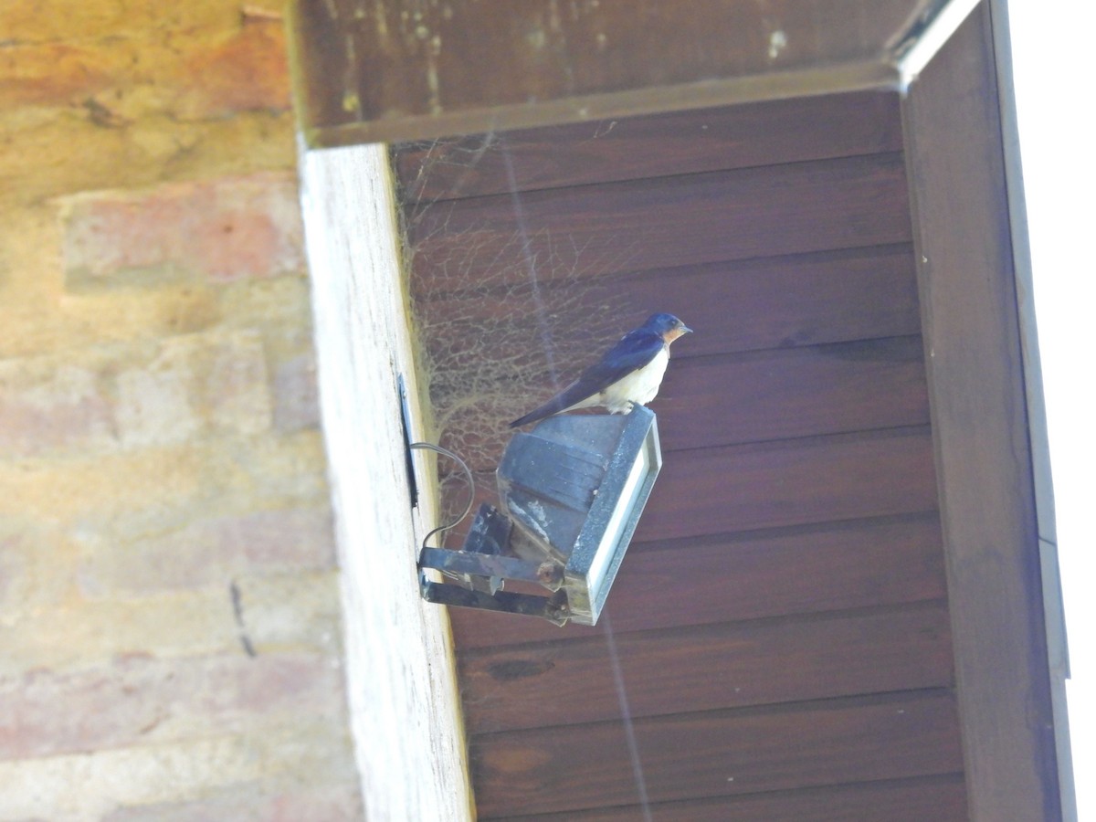 låvesvale - ML651166706