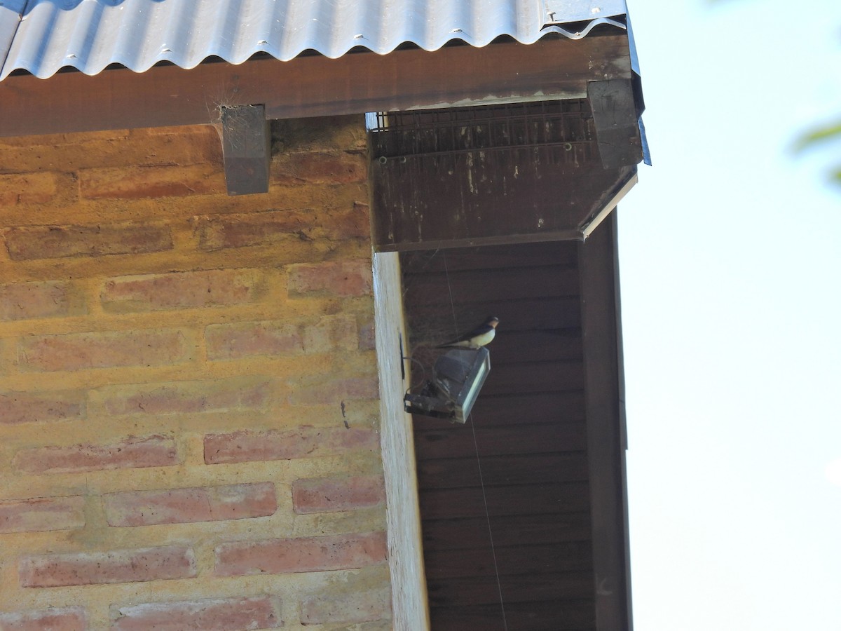 låvesvale - ML651166707