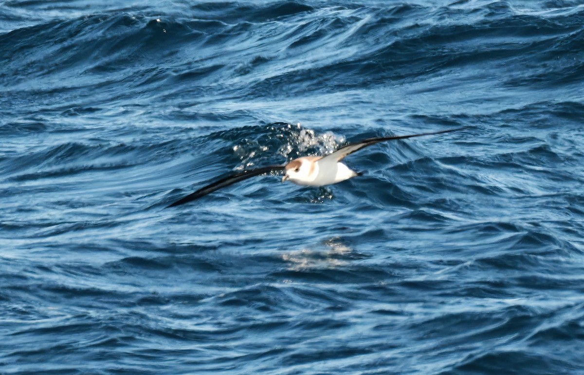 Pétrel diablotin - ML651167462