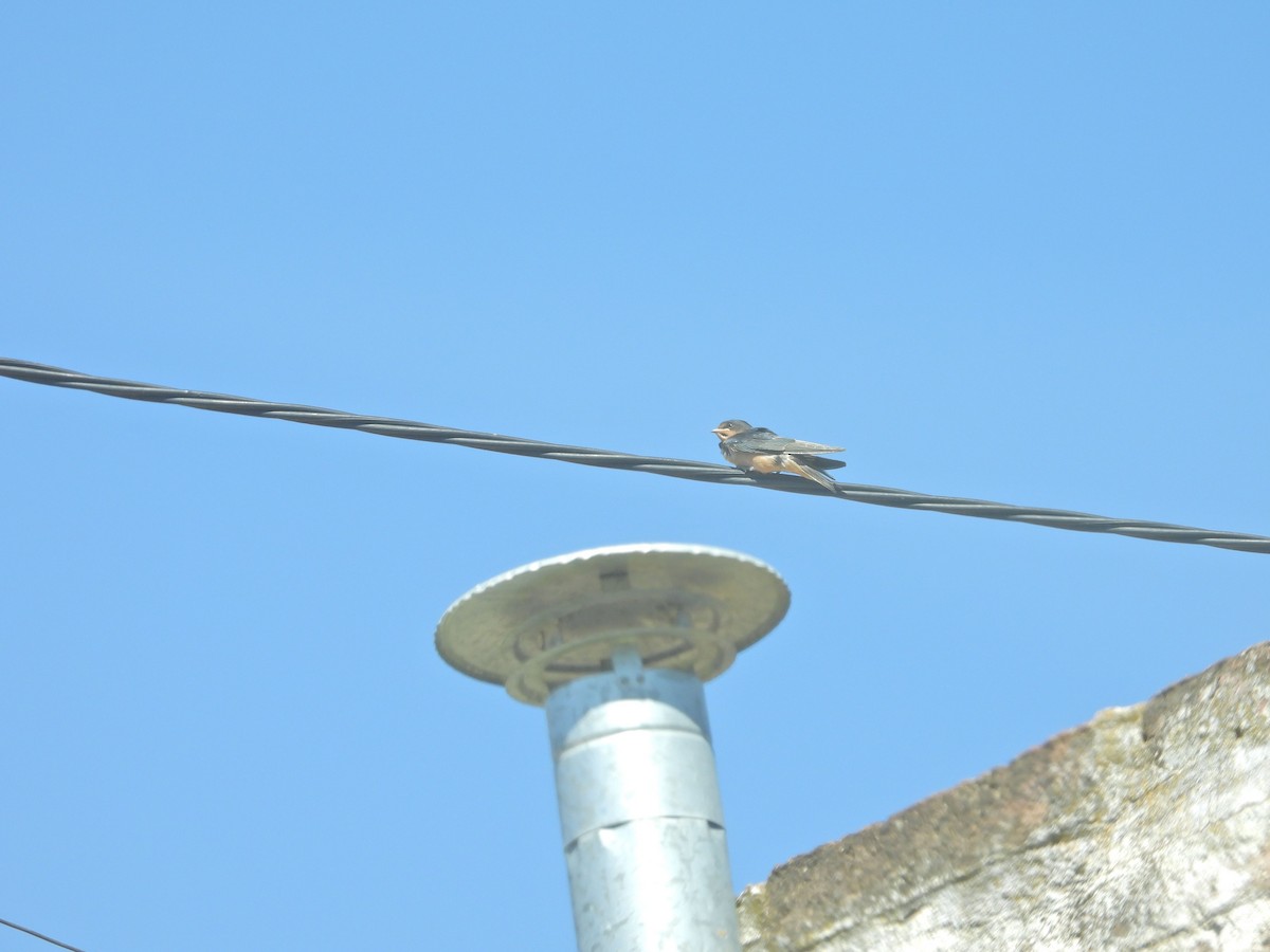 låvesvale - ML651167857