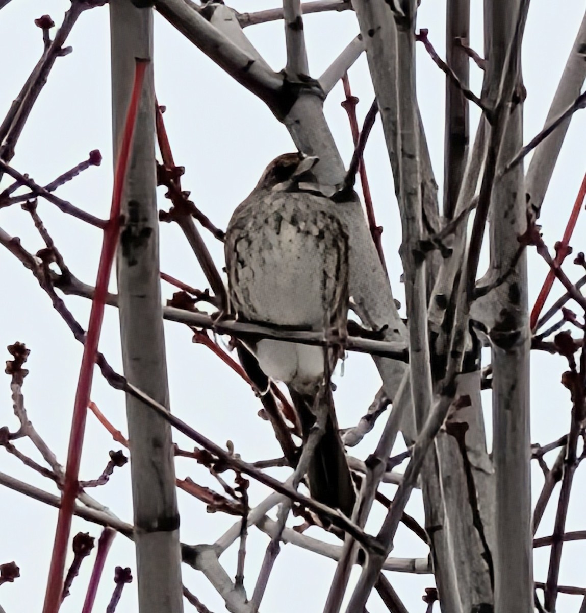 Певчая овсянка - ML651168169