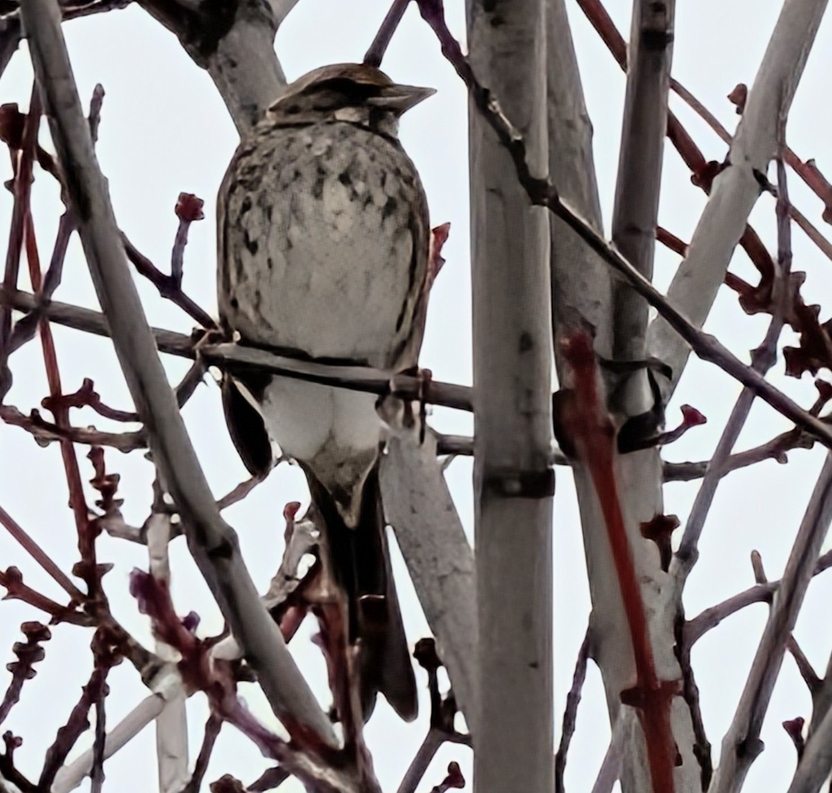 Певчая овсянка - ML651168267