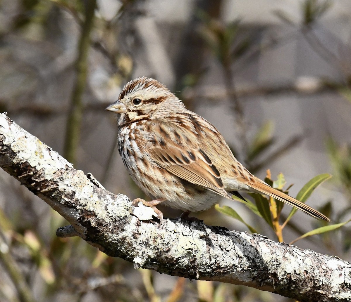 Певчая овсянка - ML651168346