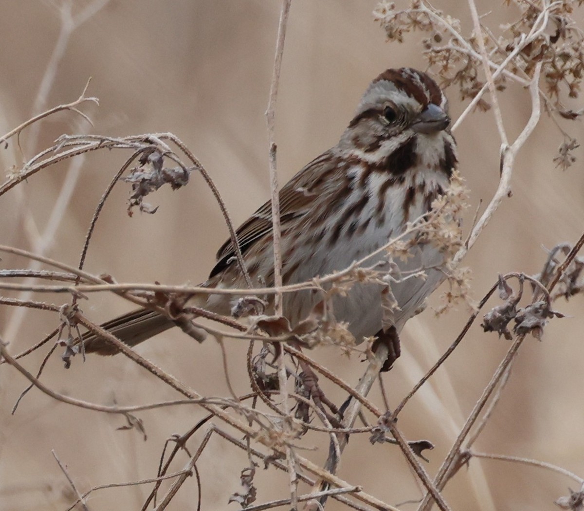 Певчая овсянка (melodia/atlantica) - ML651168469