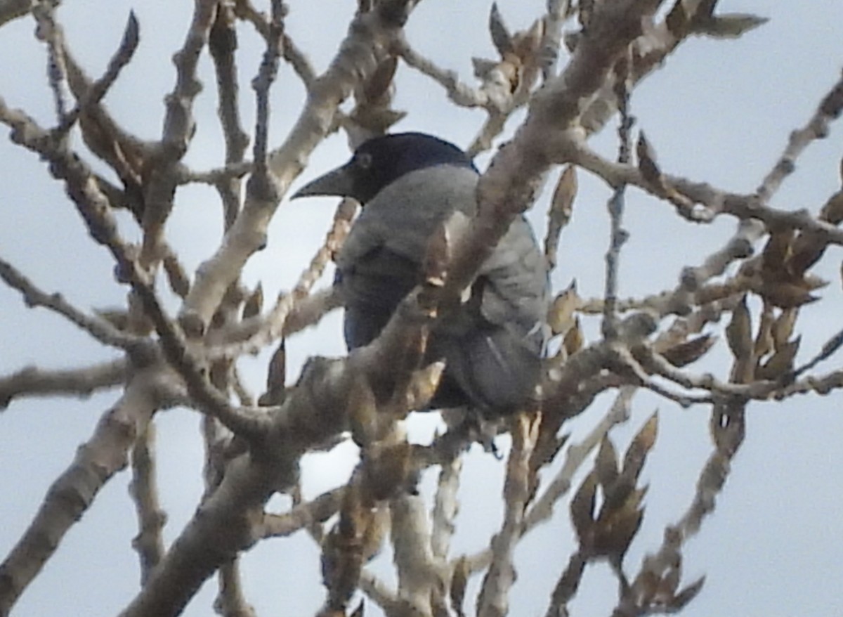 Common Grackle - ML651168926