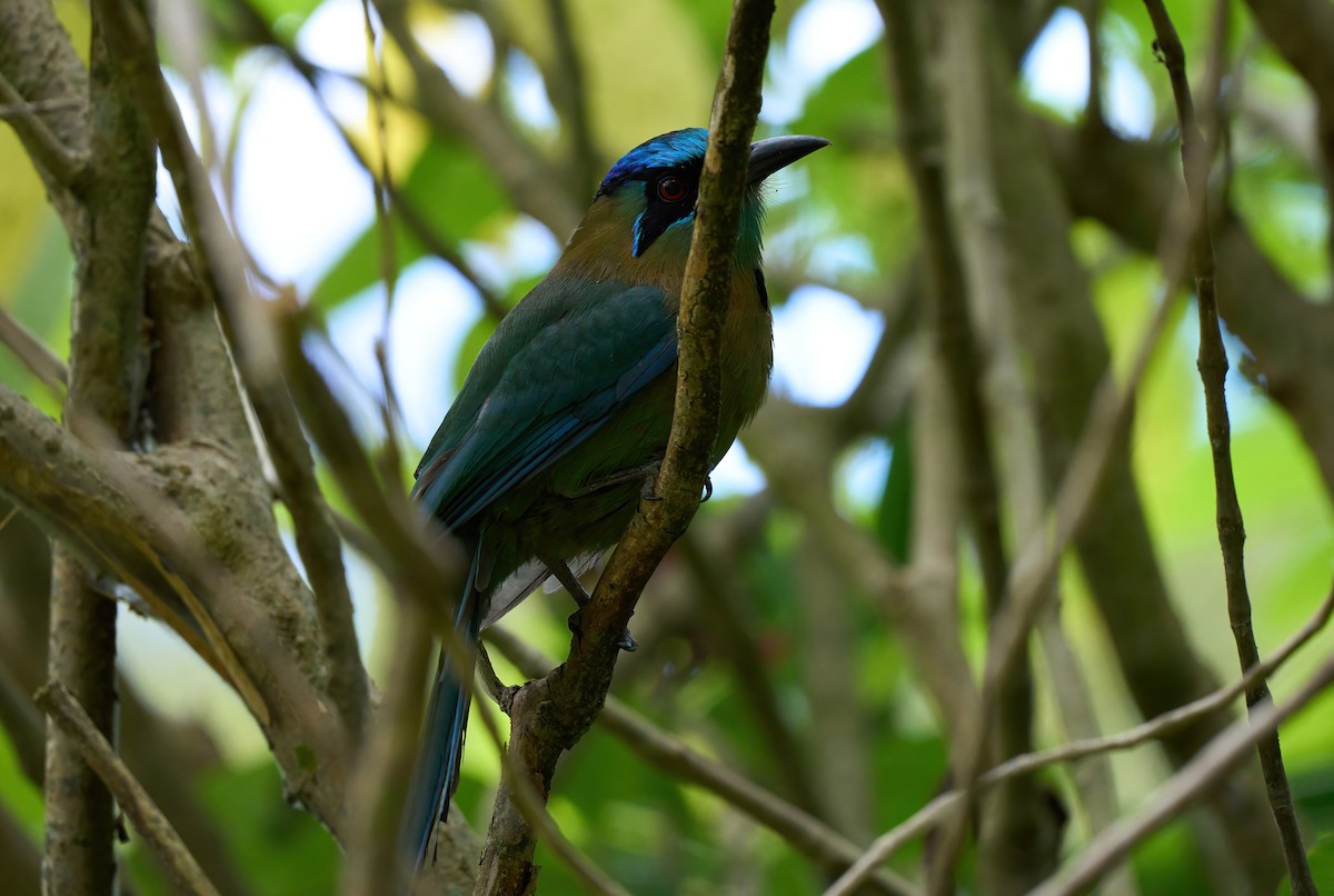 Lesson's Motmot - ML651169134