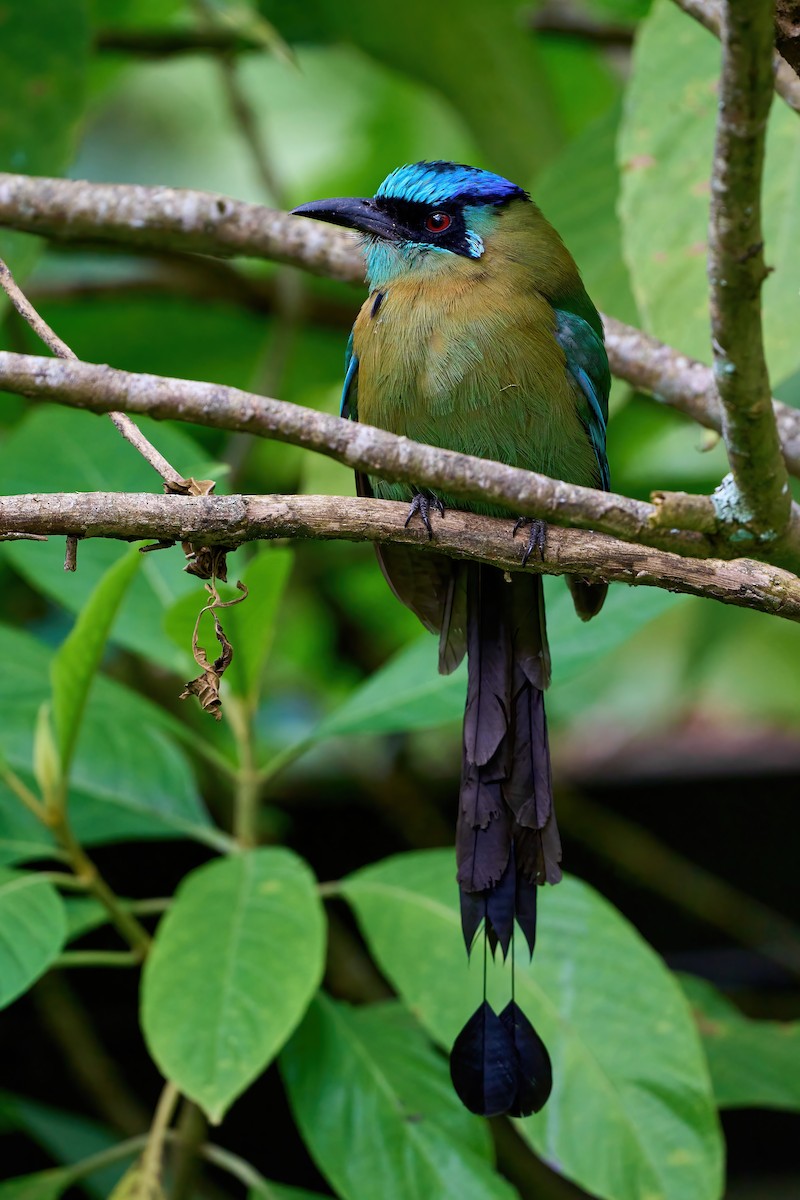 Lesson's Motmot - ML651169136