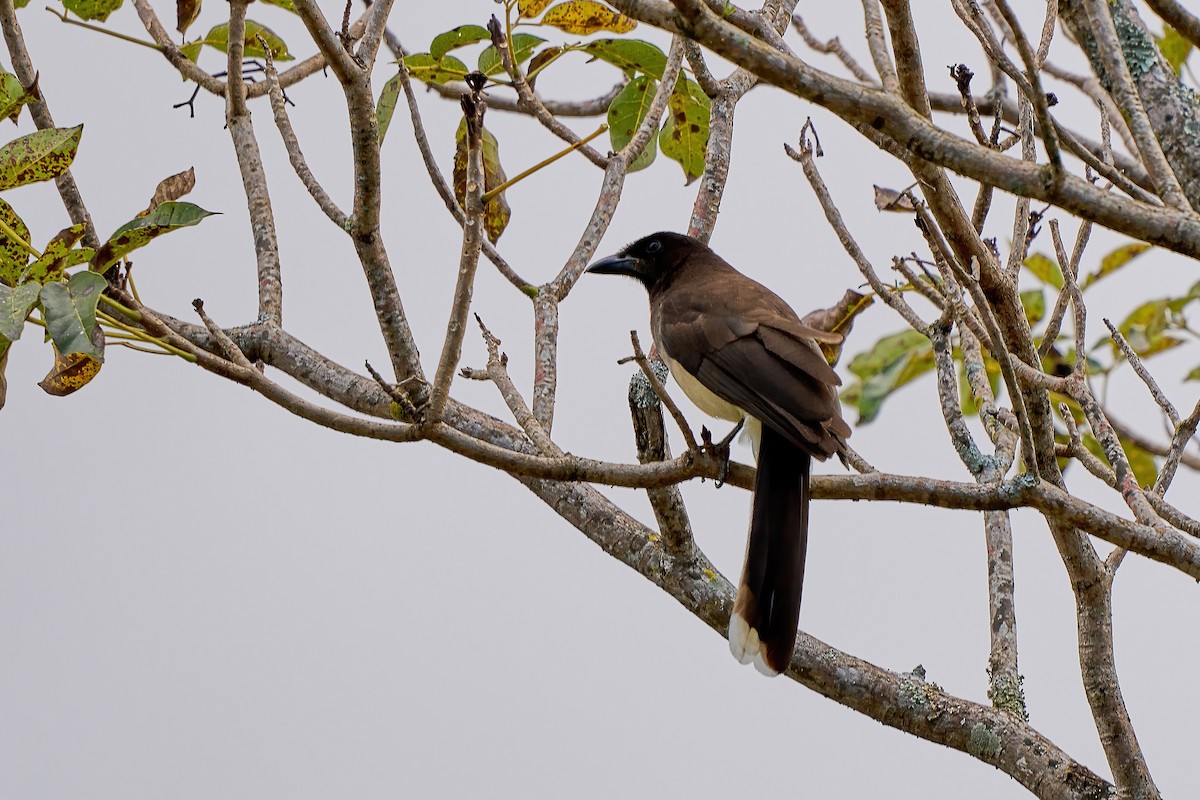 Brown Jay - ML651169162