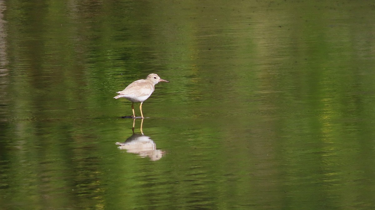 Chevalier grivelé - ML651169225