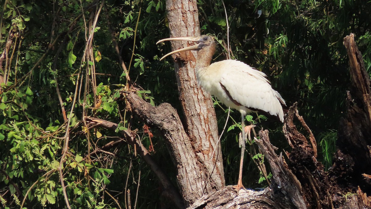 Tantale d'Amérique - ML651169297