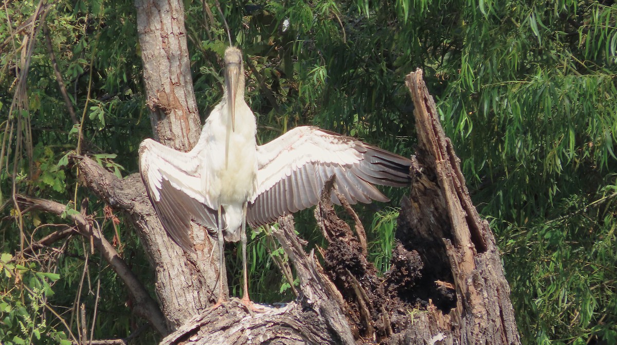 Tantale d'Amérique - ML651169298