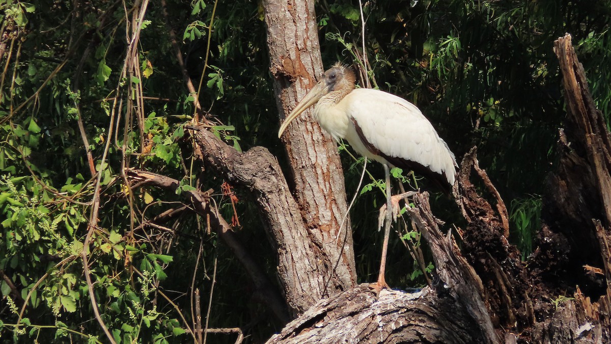 Tantale d'Amérique - ML651169299