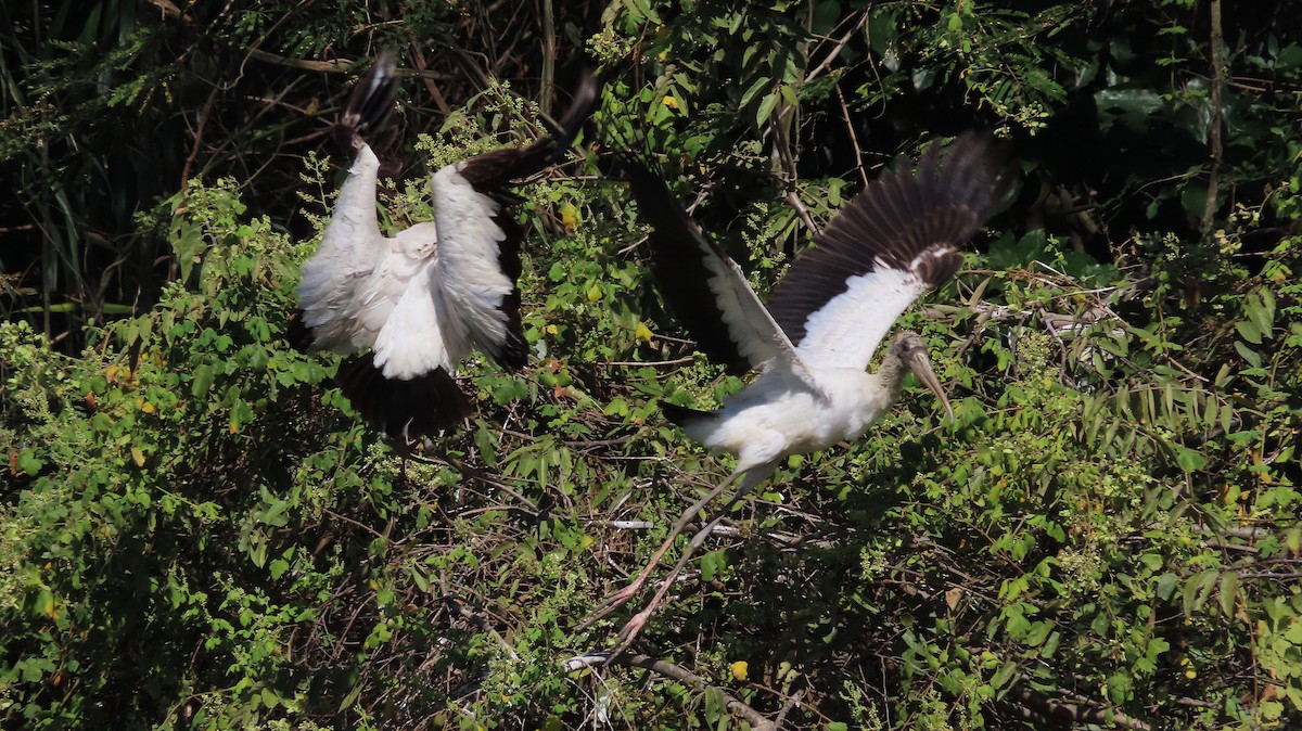 Tantale d'Amérique - ML651169300