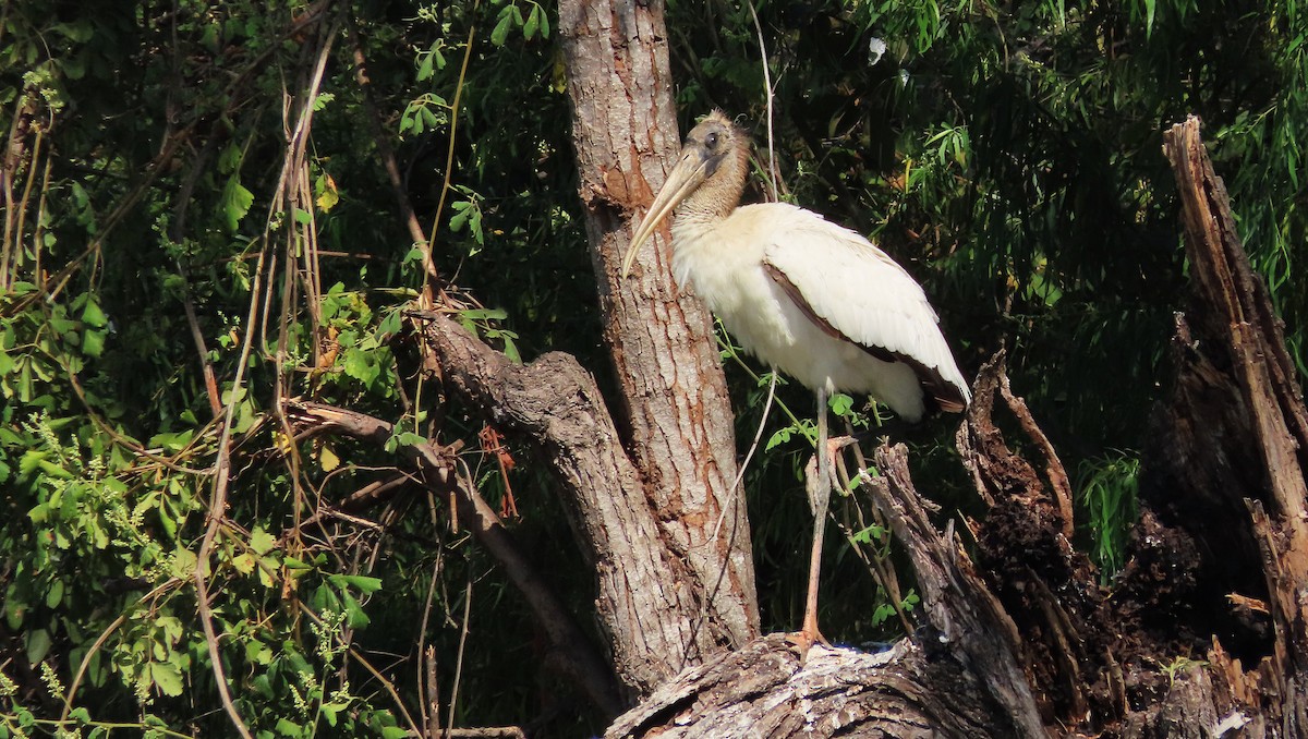 Tantale d'Amérique - ML651169301