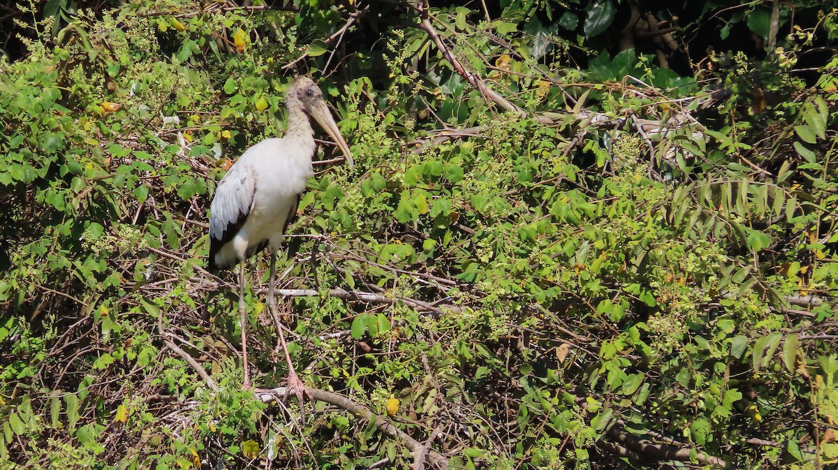 Tantale d'Amérique - ML651169302