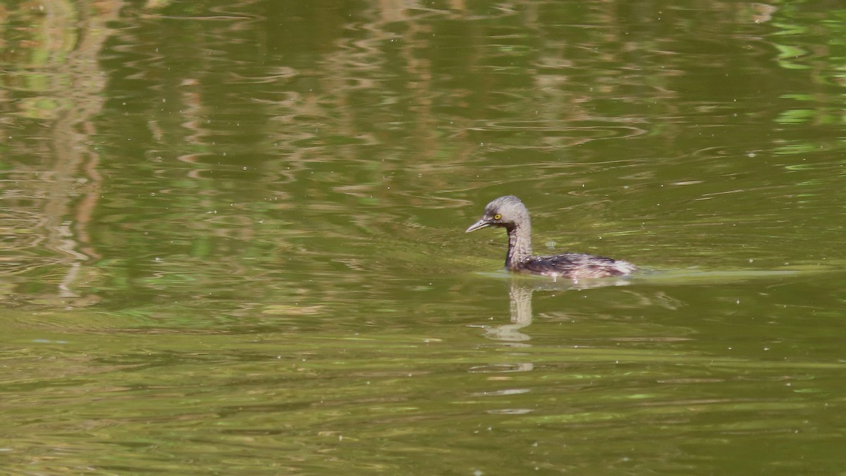 Grèbe minime - ML651169328