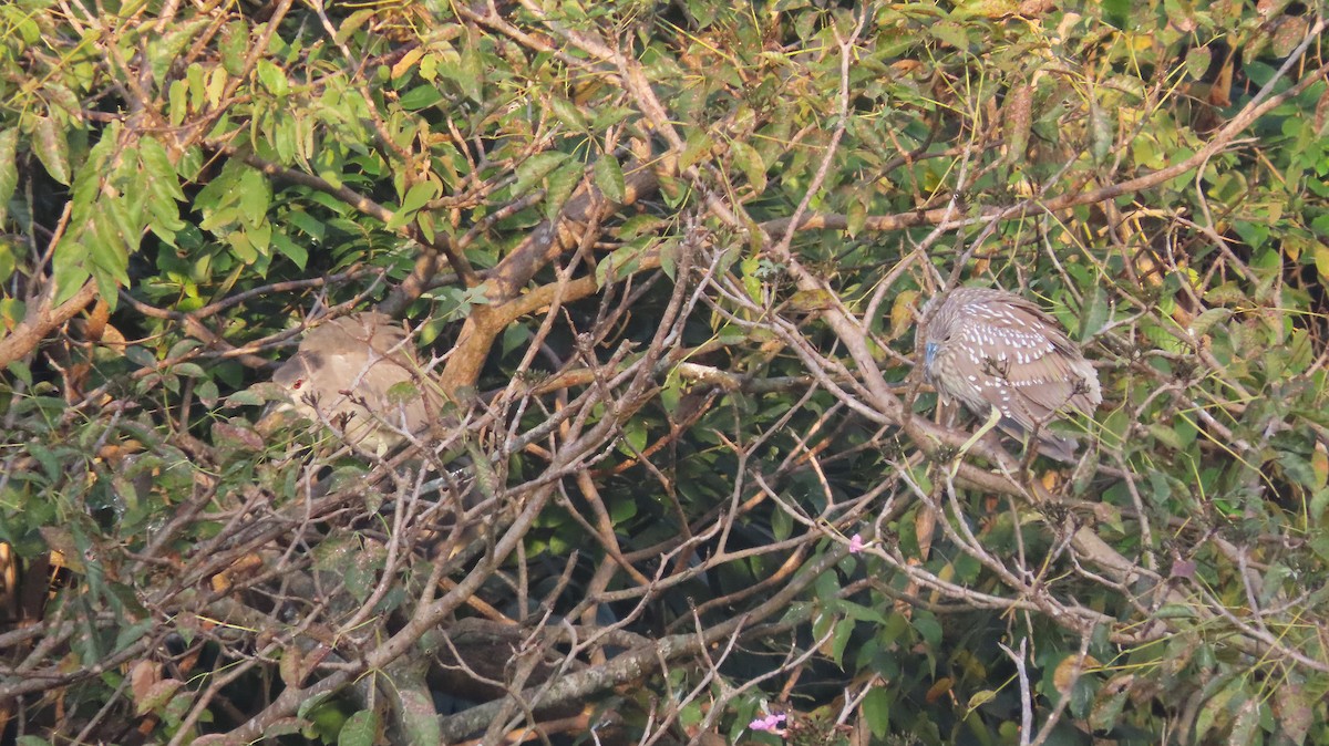 Bihoreau gris - ML651169362