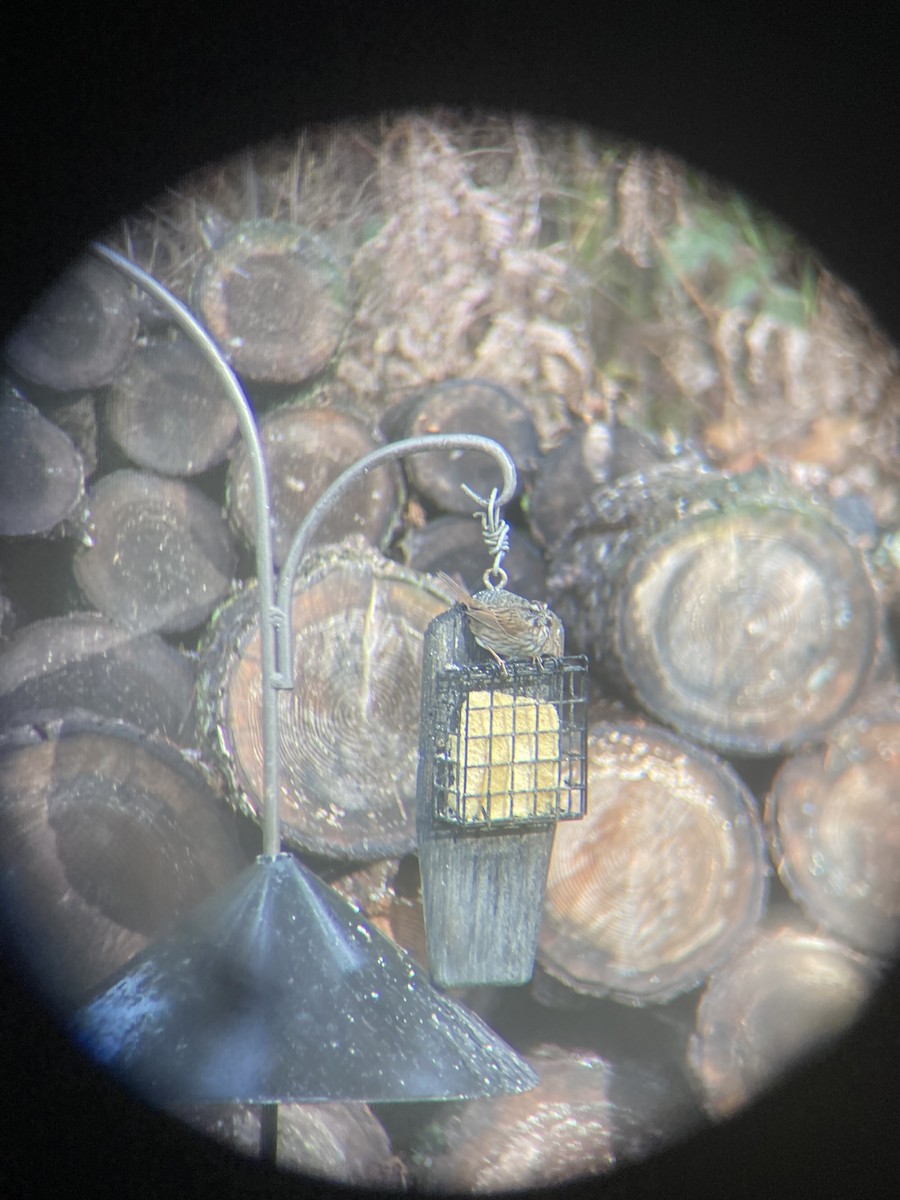 Певчая овсянка - ML651169564